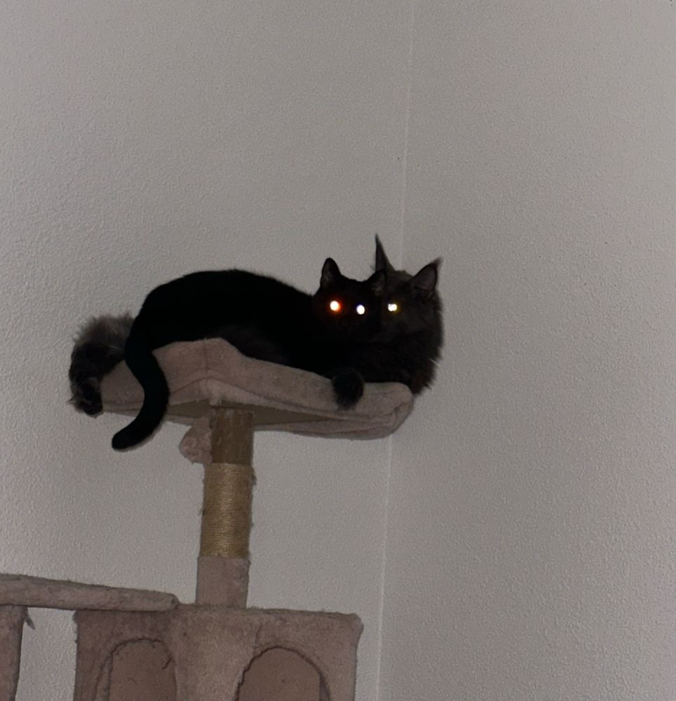 two cats on a cat tree, sitting menacingly