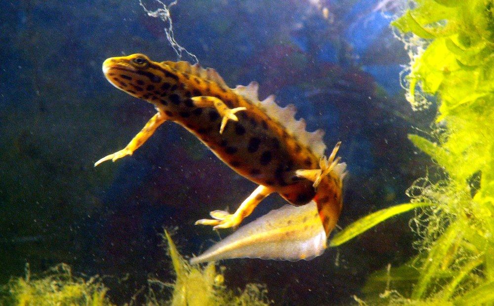 Teichmolch (Lissotriton vulgaris) - Männchen in Wassertracht mit Rückenkamm und breiten Schwanzflossensäumen
(c) Piet Spaans Viridiflavus, CC BY-SA 2.5 <https://creativecommons.org/licenses/by-sa/2.5>, via Wikimedia Commons
https://commons.wikimedia.org/wiki/File:LissotritonVulgarisMaleWater.JPG