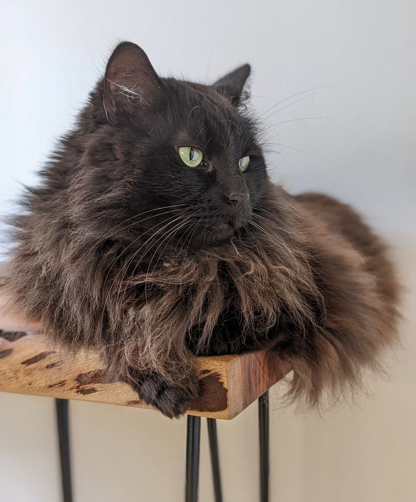 A specimen of a fluffy black cat sits atop a raw edge wood table. Her green eyes look at something out of frame. 