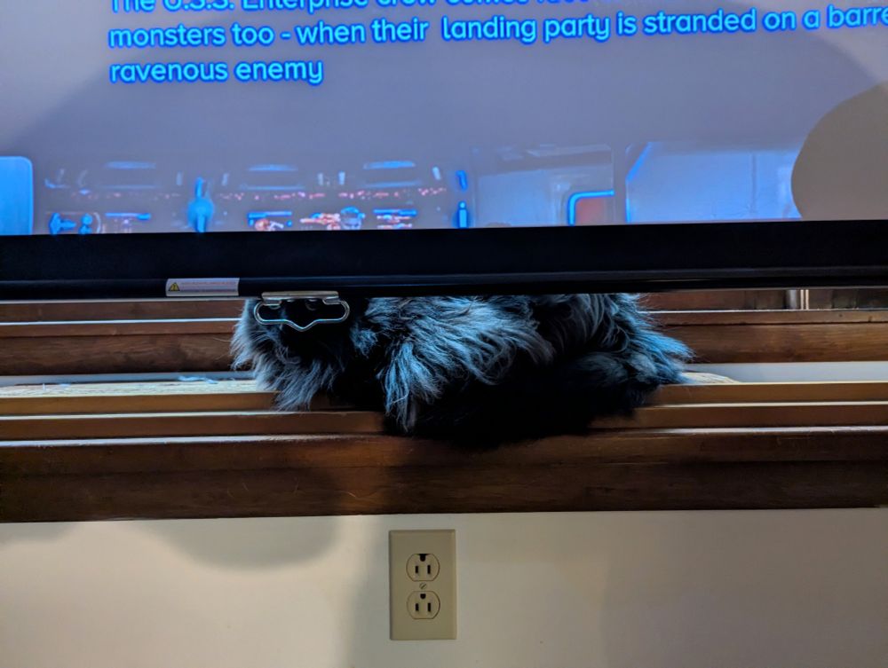 A projector screen handle outlines a cat's face & makes her look like a masked bandit. 