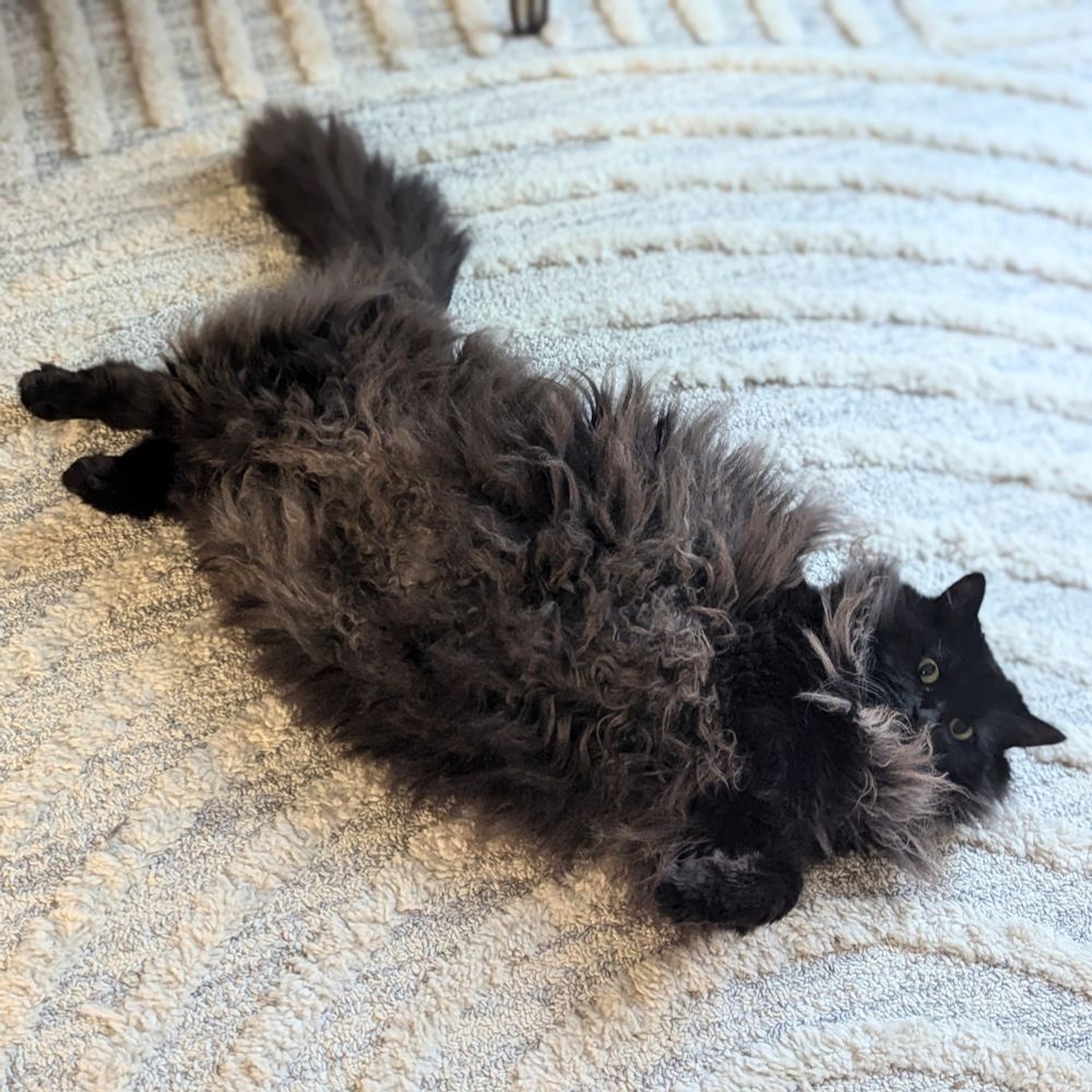 A fluffy black cat lies splayed on a wool rug and looks up.