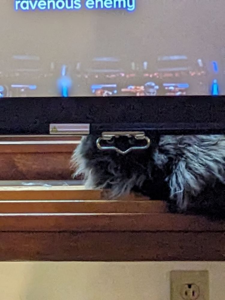 A projector screen handle outlines a cat's face & makes her look like a masked bandit (zoomed in). 