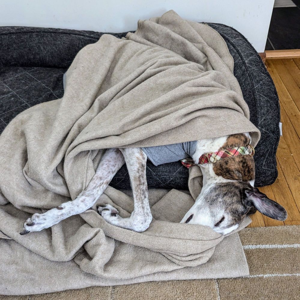 Long boi greyhound snuggles into his bed under a blanket. 