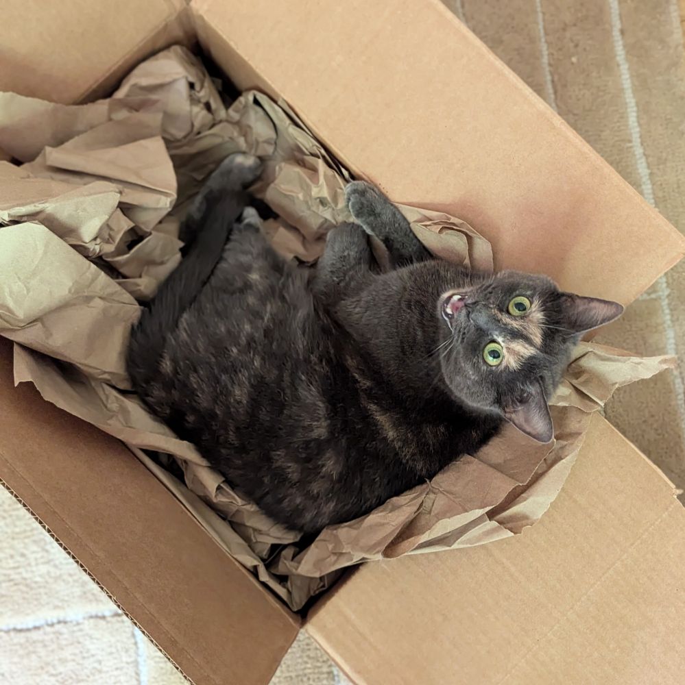 Dilute tortoiseshell cat, curled up in a box, meows at the photographer 