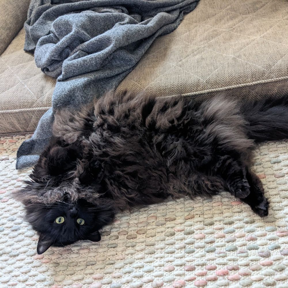 A fluffy black cat lies splayed on a wool rug and looks up.