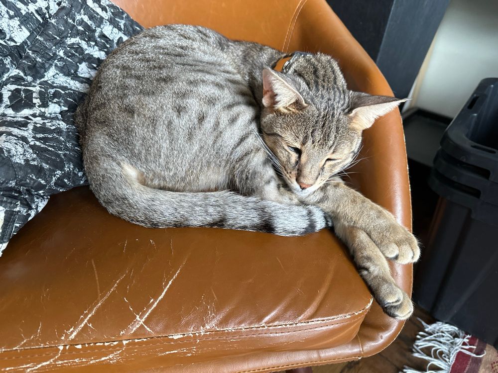 Artax the silver spotted Savannah cat is curled up sleeping on a worn brown leather chair. His front legs are sticking straight out at a funny angle and his head is nestled into his back legs with his tail wrapped around them. He is leaning against a black and white purse with graphic lettering on it.