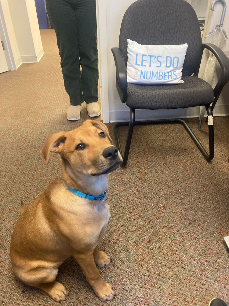 A 5 month old, mixed breed puppy sits on the floor of an office, looking up at a treat off screen. He is tan is a black nose and floppy ears, and wearing a blue collar. Behind him is a chair on which there is a pillow that says “let’s do the numbers”.