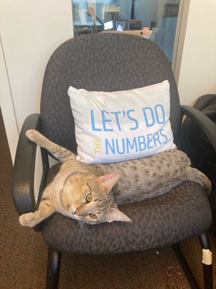 Artax, the gray, white, black and silver spotted and striped Savannah cat is stretched on out his back in a blue and gray chair against the wall of an office with an interior window behind it revealing other parts of the office. The cat is lying under a pillow of the chair that reads “Let’s Do the Numbers”.