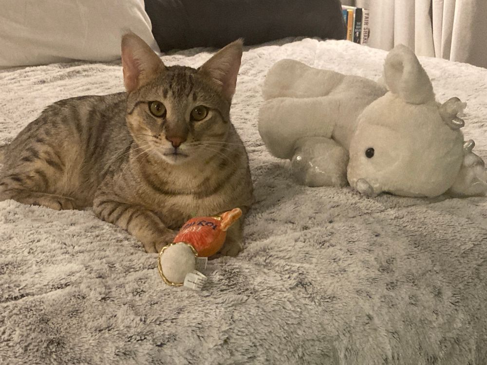 Artax, the gray, white, and black striped and spotted Savannah cat, sits on the bed covered by a furry gray and white spotted comforter. In his front paws, Artax is holding a cat toy shaped like a cocktail and garnish which reads “apawrol spritz”. Next to him is a well-loved stuff white and silver baby reindeer with a bit of stuffing coming out of the nose.