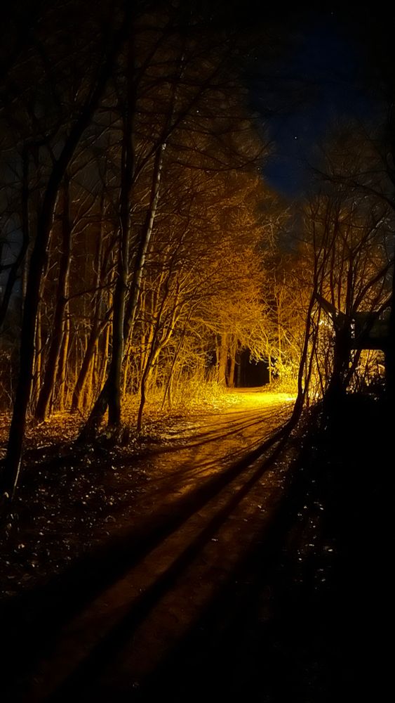 Nachtaufnahme, eine Lichtquelle im kahlen Wald 