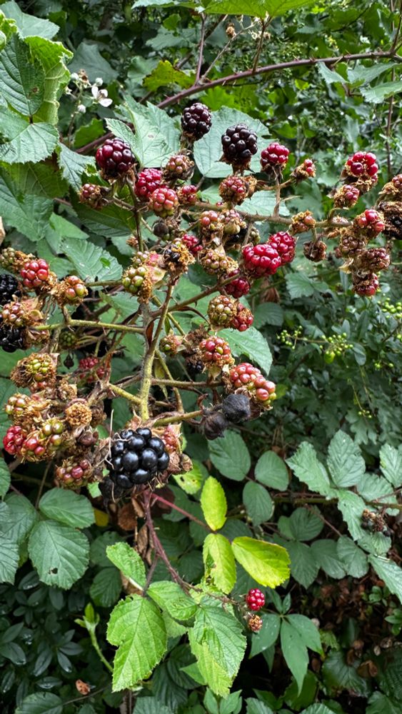 Und ein Brombeerstrauch mit Reifen und nicht so Reifen Beeren 