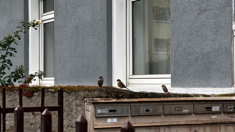 Vier Spatzen sitzen auf einer Mauer eines Hauses, davor sind noch ein paar Briefkästen zu sehen, im hintergrund die Fenster einer Wohnung.