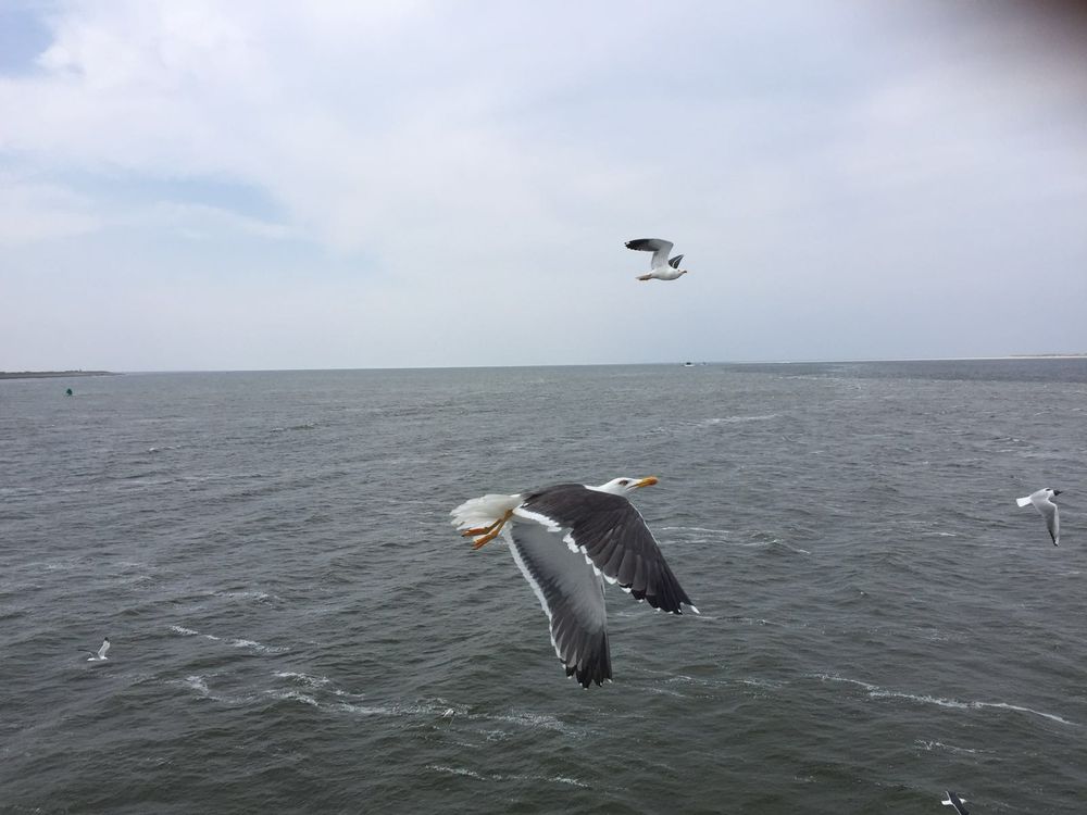 Möwen, die neben dem schiff fliegen....