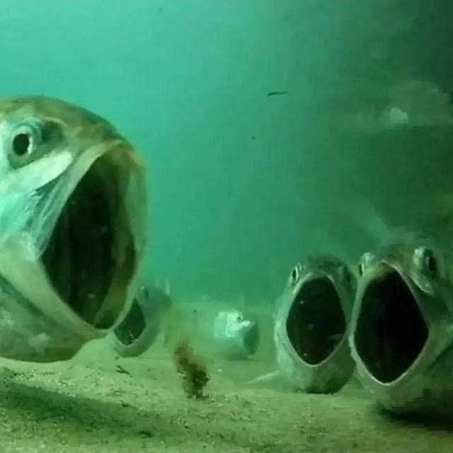 a bunch of fish opening their mouth wide as if shocked