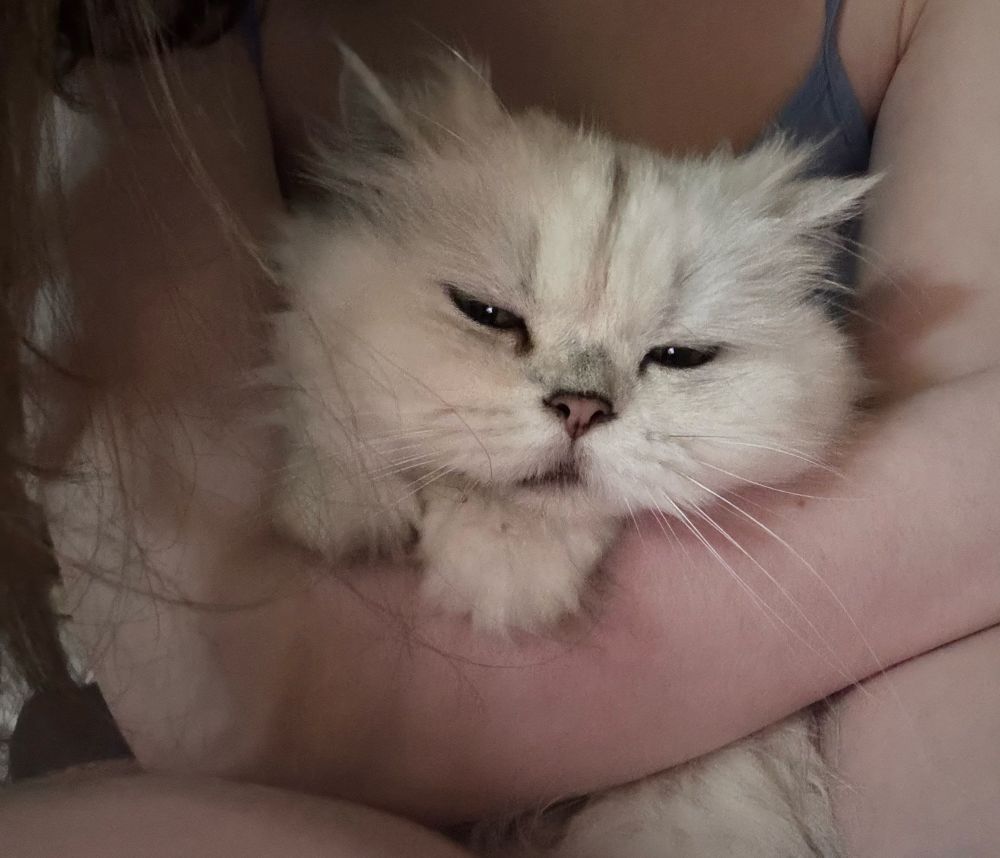 the same white cat looking uuuh eepy? in my arms