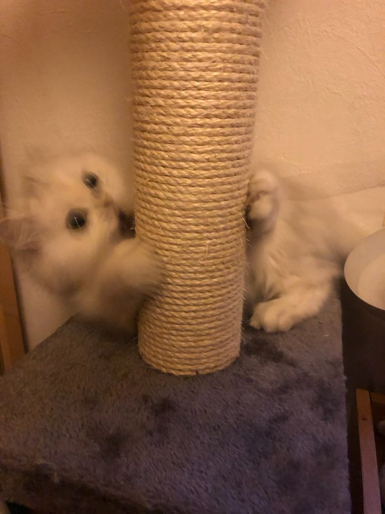 luna (white long haired cat) playing around a scratching pillar thingie)