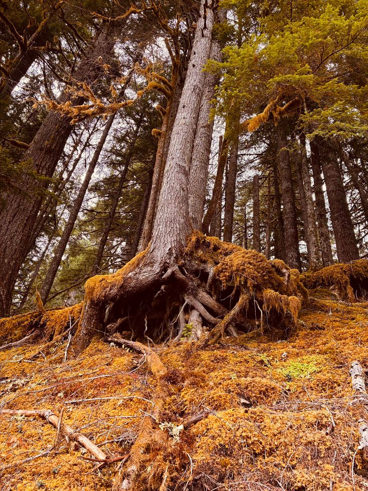 Old growth trees with roots exposed