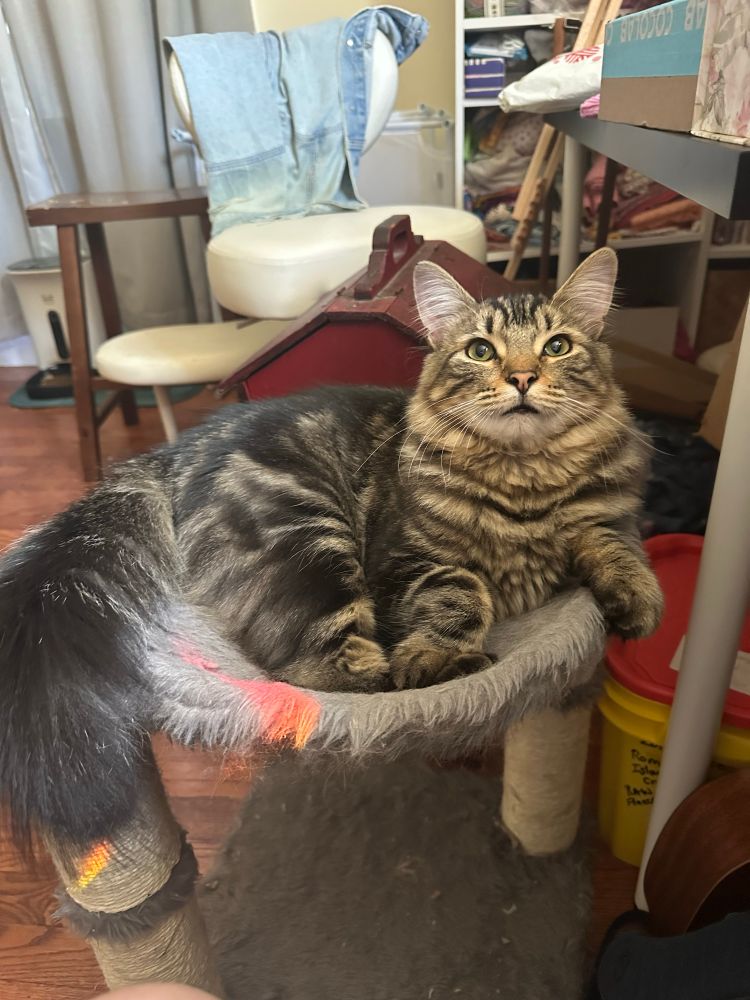 a brown tabby cat laying on a perch, looking at the camera 