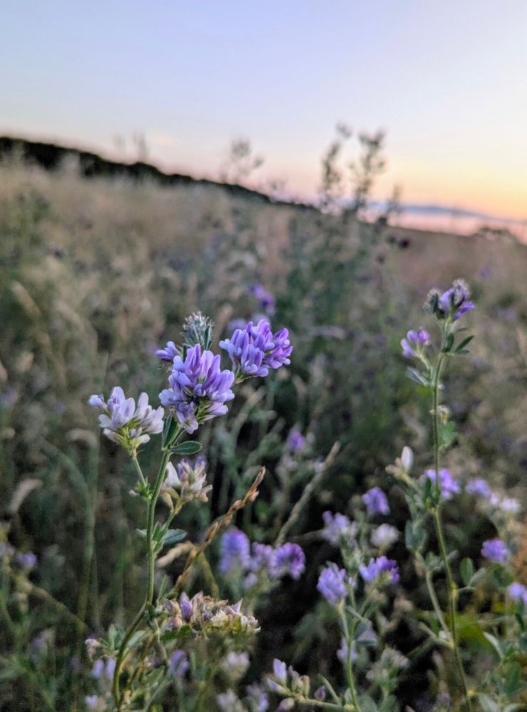Purple flowers of Lucerne or Alfalfa growing at the edge of an arable field. The photo was taken in the evening, the sky in the background is soft blue and peach in colour.