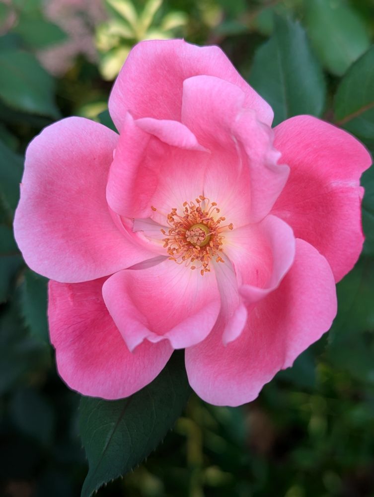 Light pink rose