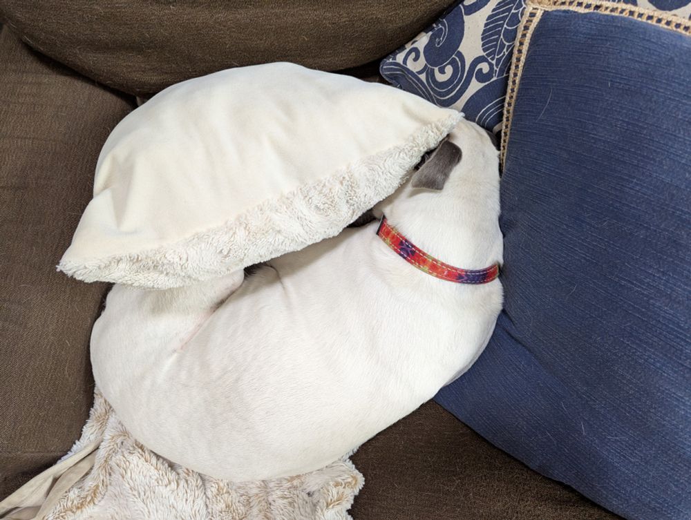 Eliza the dog buries her head in a pile of pillows 