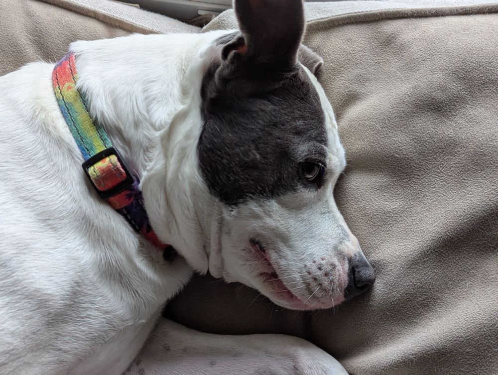 Eliza the dog appears to have a small smile on her face