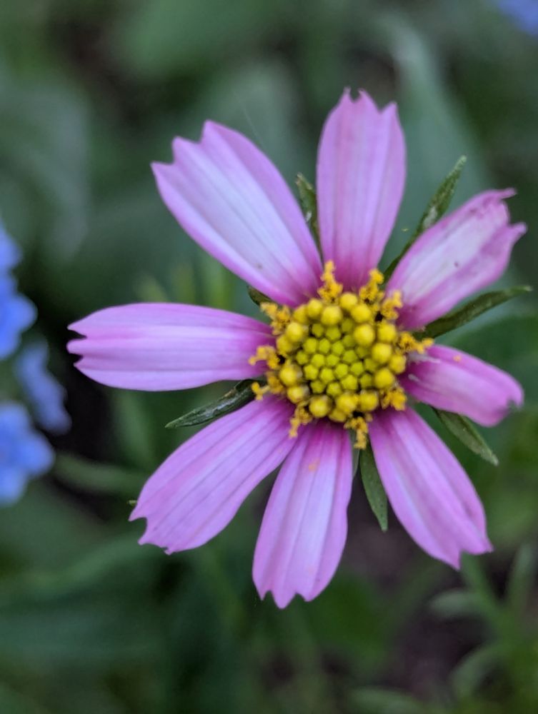 Pink tickseed flower