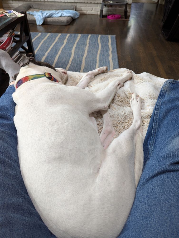 Eliza the dog sleeps on the couch after clearing my legs out of her way