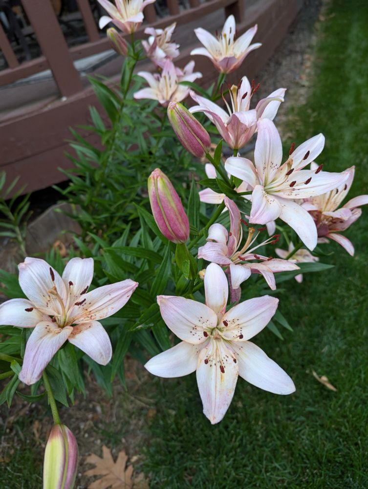 Multiple blooming lilies along with a couple blooms ready to open 