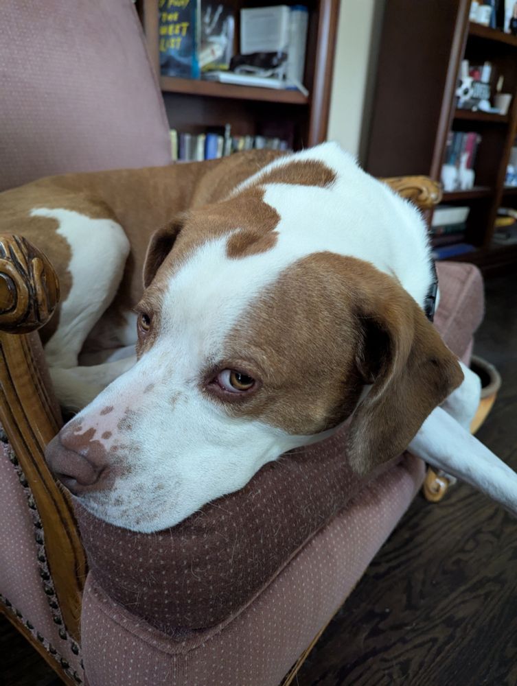 Teddy the dog looks up with "raised eyebrows"
