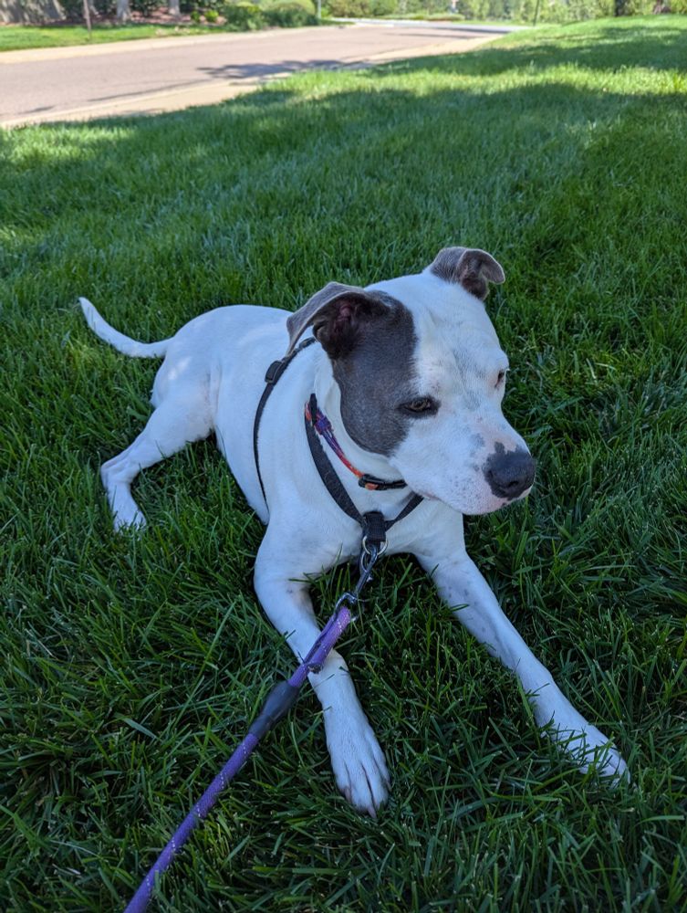 Eliza the dog rests in a shady spot during her walk