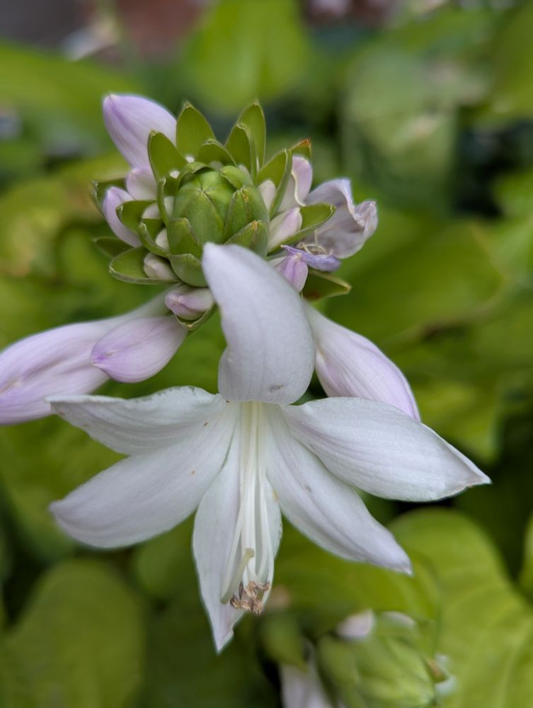 Hosta with blooms just starting 