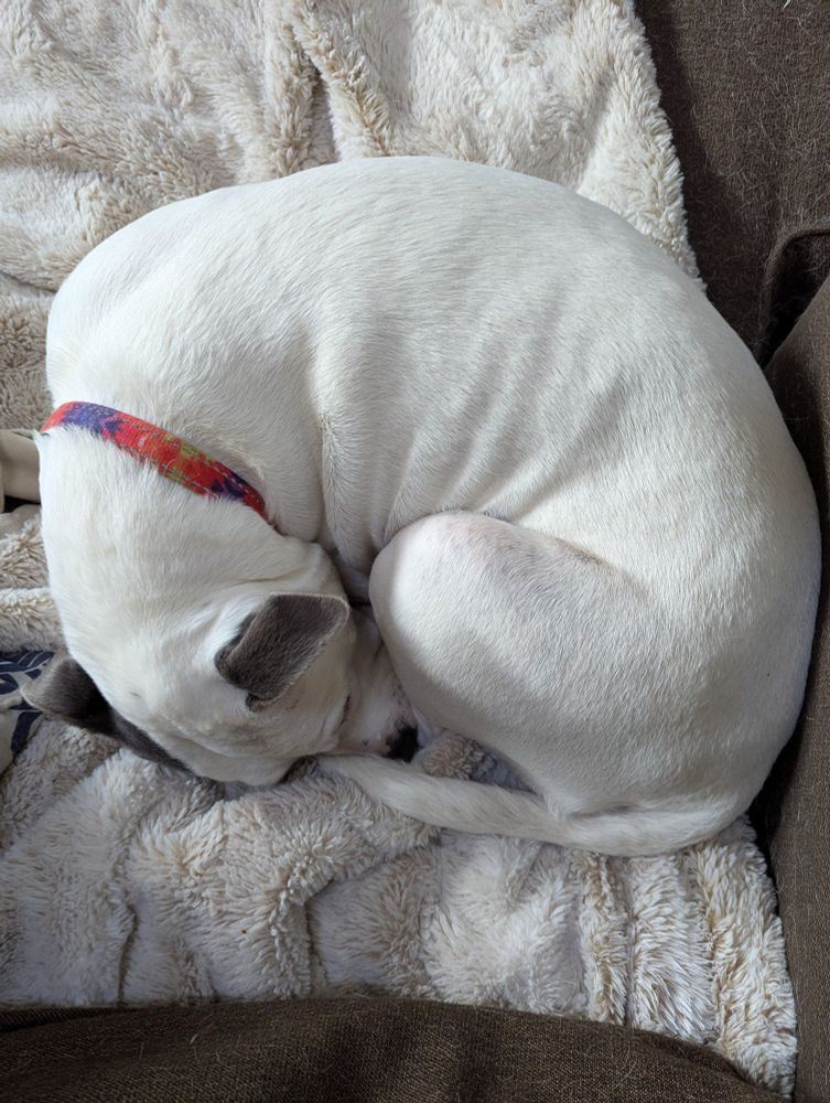 Eliza the dog sleeps with her body in a tight ball