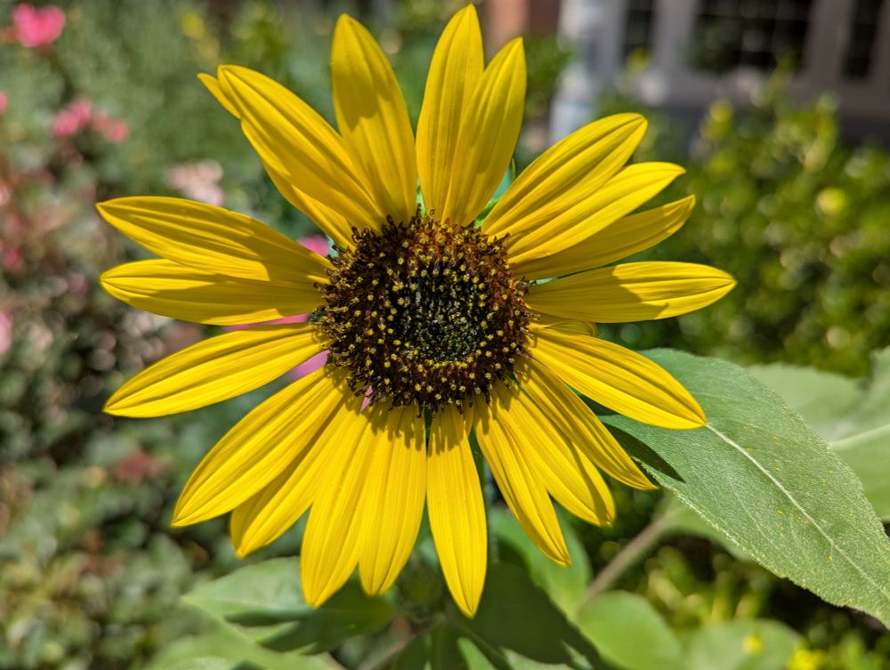Sunflower in bright sunlight