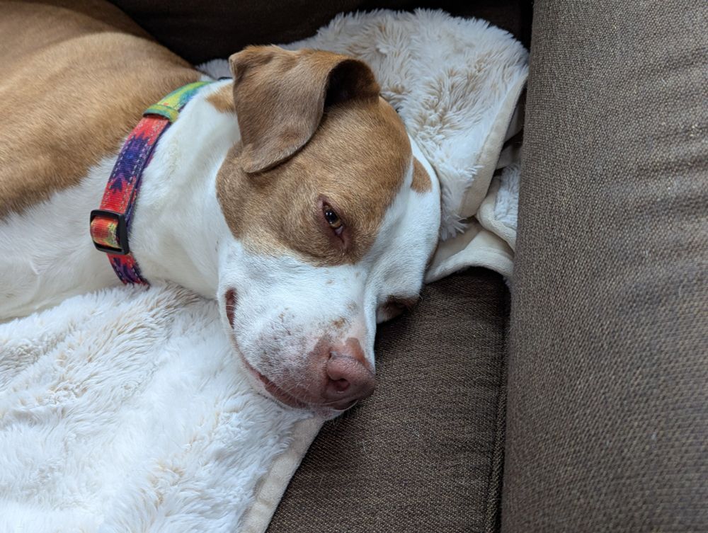 Teddy the dog rests comfortably with a wise look on his face 