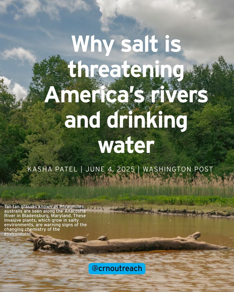 Why salt is threatening America's rivers and drinking water. Written by Kasha Patel. June 4, 2025. Washington Post. Tall tan grasses known as Phragmites australis are seen along the Anacostia River in Bladensburg, Maryland. These invasive plants, which grow in salty environments, are warning signs of the changing chemistry of the
environment.