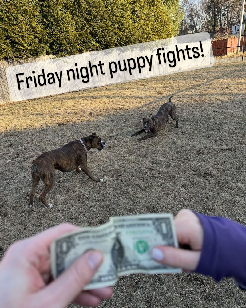 Puppies playing as a dollar changes hand
