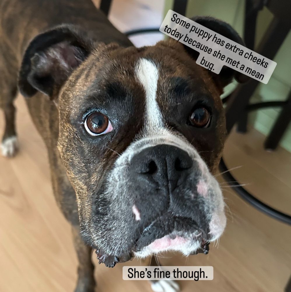A cute boxer named Velma with swollen cheeks and jowels.