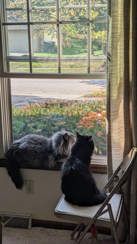 Window in a suburban cliche house looking out from the dining room, a beautiful perfect black cat on a chair looking out the window, a floofy handsome grey gentleman cat laying in the window sill next to him