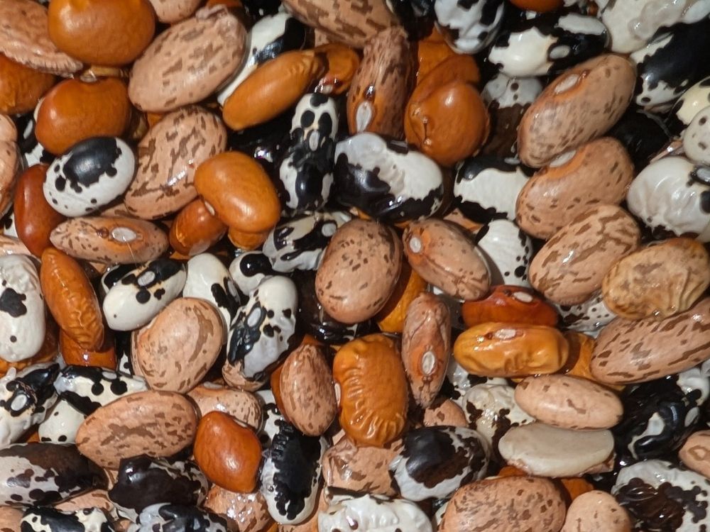 Close up of the mix of pinto, vaquero, and buckeye beans all in my pot; all dried beans and all from Rancho Gordo
