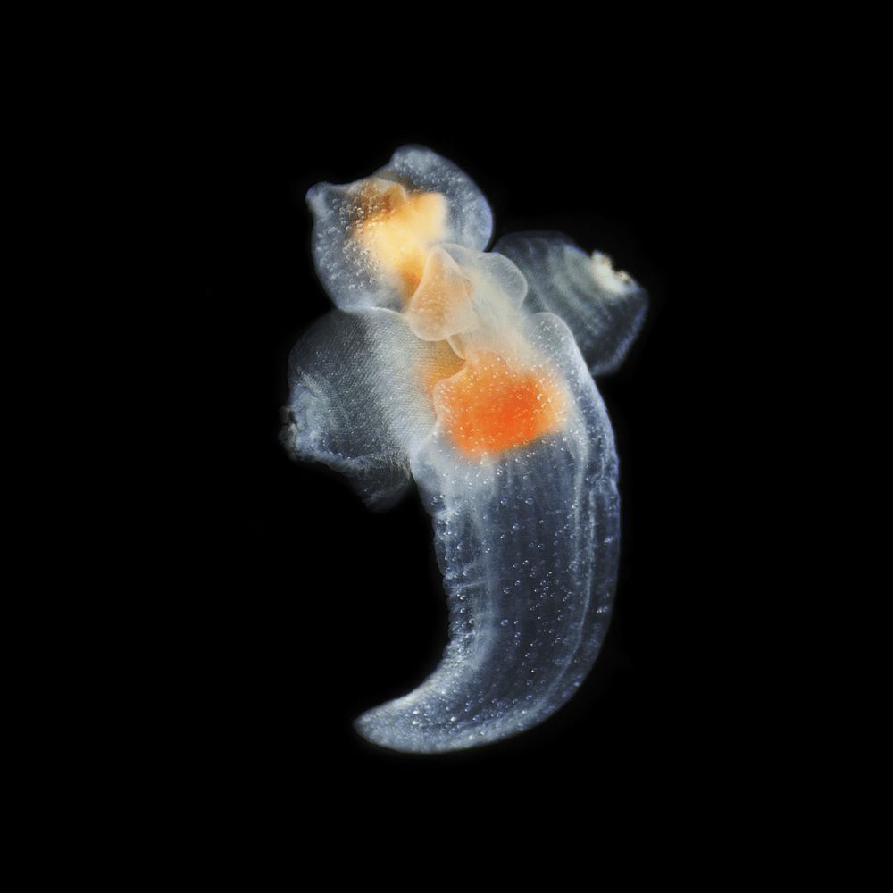 A sea angel with its wings outstretched 