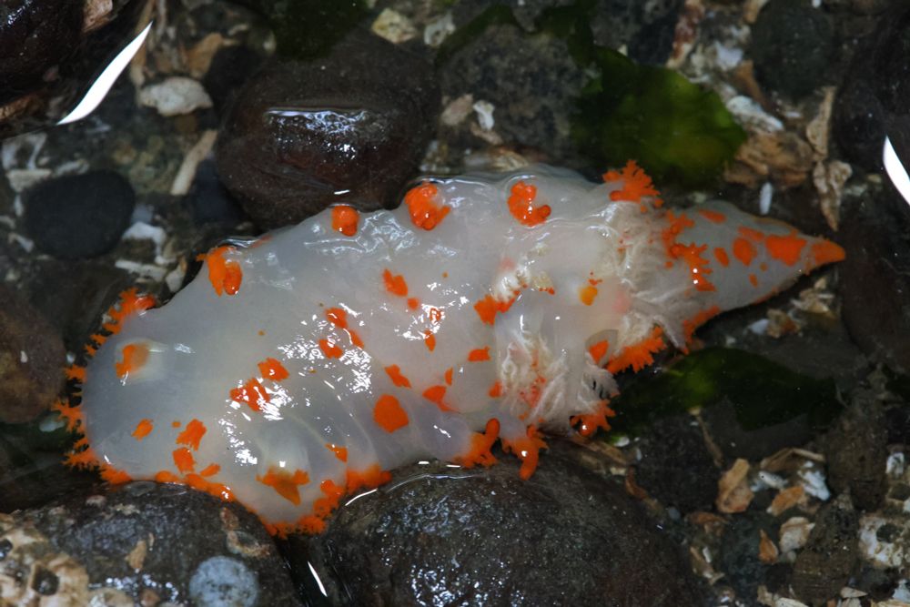 Clown nudibranch looking a bit gloopy in a shallow pool with its face kinda smushed into the rocks. Still being its bright clown self though, orange frills and gills spread out even if collapsed over from lack of water to let them really spread as much as they can.