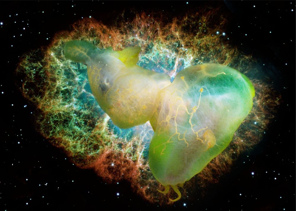 a lion's mane nudibranch with greens and yellows and its super interesting digestive system structure floating in front of the crab nebula which reflects similar color and texture