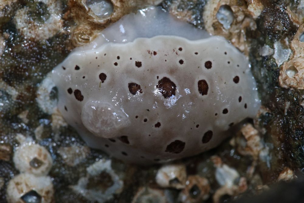 leopard dorid clinging onto the wall, it's foot clearly stretched a bit from gravity pulling down on its body. It's gill ruffles are pulled in but gooey looking and the rest of its body has almost a wet suede look - very textural and lovely with its brown spots. It's surrounded by barnacles on the rock