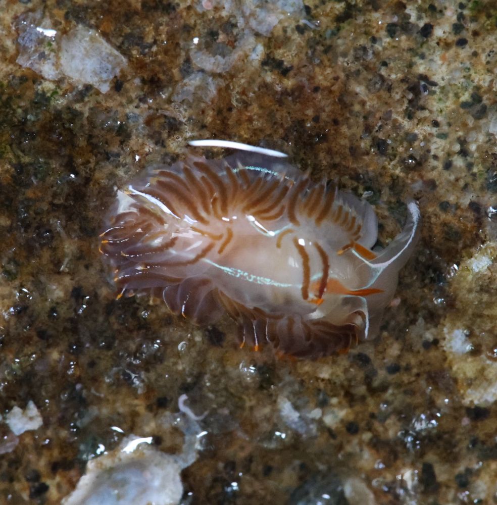 thick horned nudibranch exposed on a wall. It's got a bright pale blue line down its back and to its oral tentacles, bright orange markings on its face, and little brown lines through each cerata