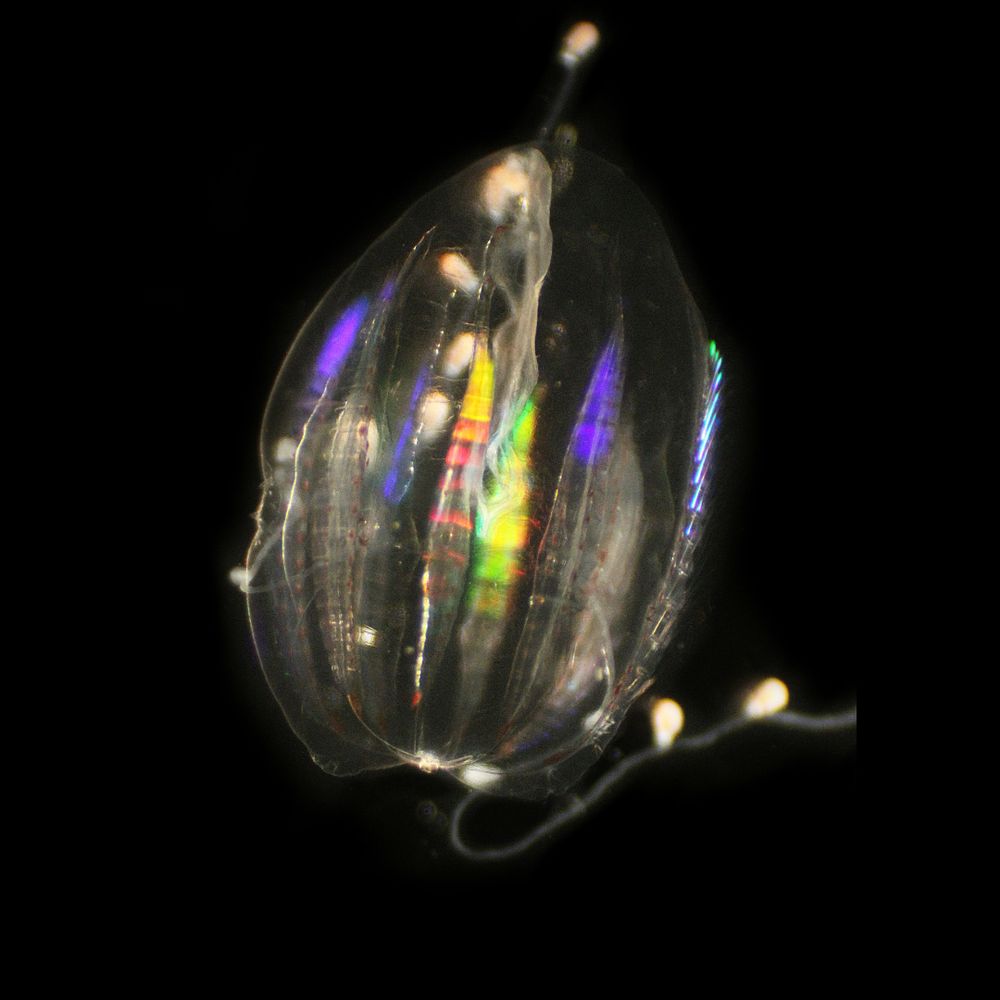 A little Euplokamis dunlapae cteno with its tentacles out and loose, making some little rainbows with its ctenes for pride. 