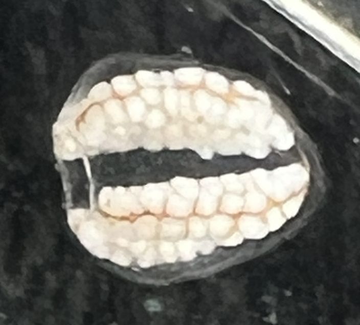 Small hydrozoan jelly without a mouth. It has four radial canals covered in relatively large pale pink eggs