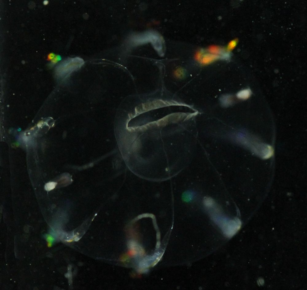 Oral end of the ctenophore showing its large wrinkly mouth