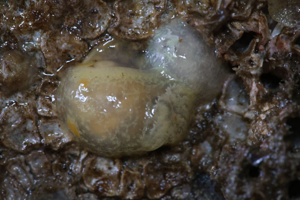 Two cuddling little dorids on a wall with a cornflake sort of texture. The bigger slug is yellow and the little one is white. Both clearly have a lot of fun features going on like little body spikes, rhinophores, and gills but they've been smoothed back down as if they'd used way too much hair gel.