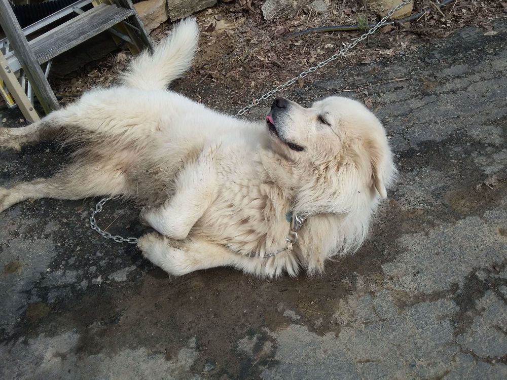 Bo as a "baby" livestock guardian.